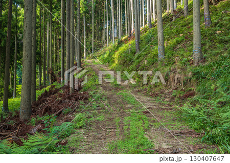針葉樹林の中の道 滋賀県高島市朽木 針葉樹林の中の道 滋賀県高島市朽木 130407647