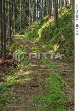 針葉樹林の中の道 滋賀県高島市朽木 針葉樹林の中の道 滋賀県高島市朽木 130407649