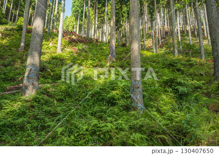 高島市朽木の針葉樹林　滋賀県 130407650