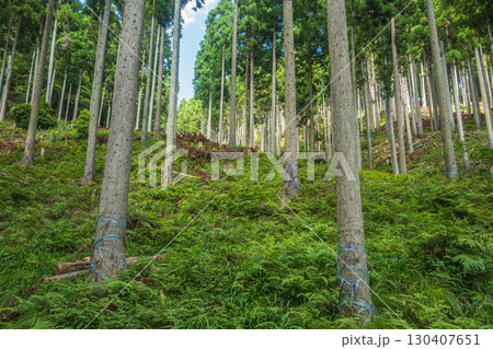 高島市朽木の針葉樹林　滋賀県 130407651