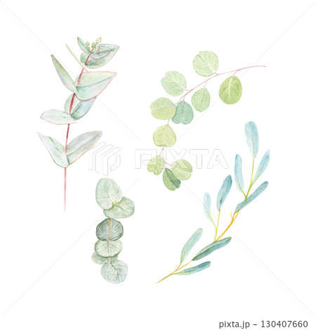 Eucalyptus branches set isolated on white. Hand-painted watercolor botanical illustration, perfect for wedding invitations, eco-friendly packaging, textile design, cosmetic branding, wrapping paper 130407660