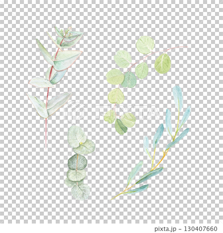 Eucalyptus branches set isolated on white. Hand-painted watercolor botanical illustration, perfect for wedding invitations, eco-friendly packaging, textile design, cosmetic branding, wrapping paper 130407660