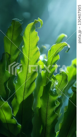 Vibrant green fern leaves illuminated by sunlight in a serene forest scene 130407905