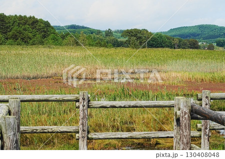 計呂地のサンゴ草 計呂地のサンゴ草 130408048