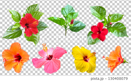 Hibiscus flower cutout (transparent background) Hibiscus flower cutout (transparent background) 130408079