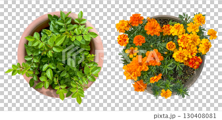 Rose leaves and marigold flowers cutout (transparent background) 130408081