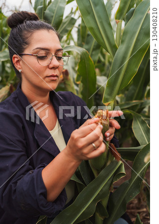 Agricultural researcher inspecting corn cob in cultivated field Agricultural researcher inspecting corn cob in cultivated field 130408210