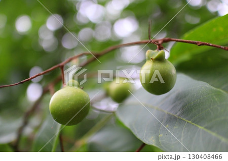 ムクロジの緑色の実 ムクロジの緑色の実 130408466