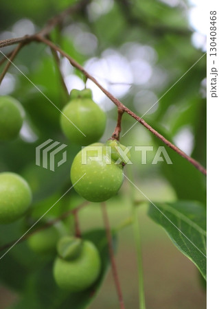 ムクロジの緑色の実 ムクロジの緑色の実 130408468