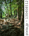 木漏れ日の中を通る登山道 130408512