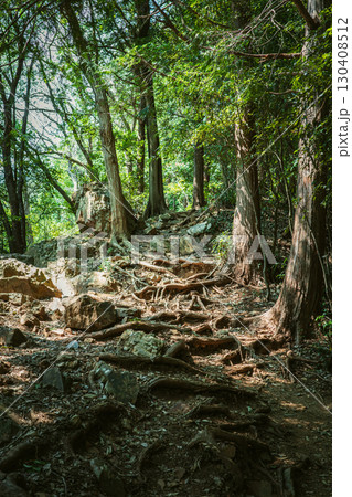 木漏れ日の中を通る登山道 木漏れ日の中を通る登山道 130408512
