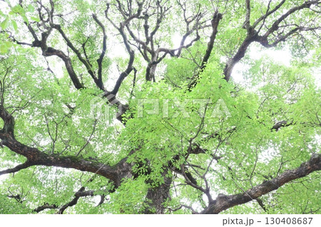 下から見上げたクスノキの葉と枝 下から見上げたクスノキの葉と枝 130408687