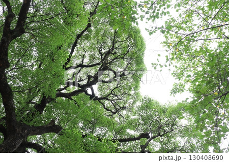下から見上げたクスノキの葉と枝 130408690