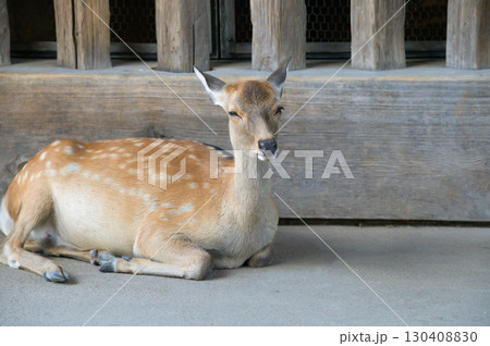 東大寺仁王門にたたずむ鹿 東大寺仁王門にたたずむ鹿 130408830