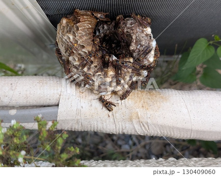 エアコンの室外機にできたフタモンアシナガバチの巣 130409060