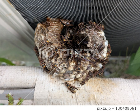 エアコンの室外機にできたフタモンアシナガバチの巣 130409061