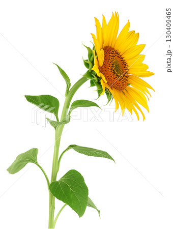 Sunflower isolated on a white background 130409465
