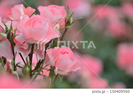 近所で見たバラの花 130409560