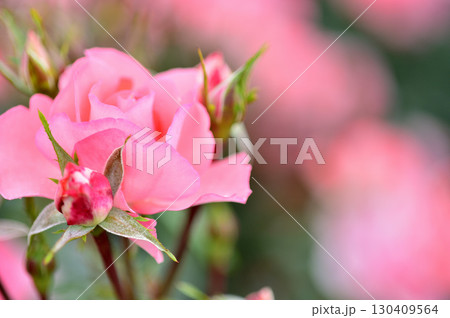 近所で見たバラの花 130409564