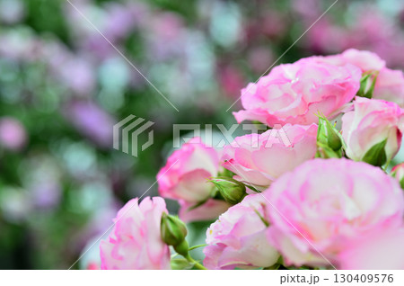 近所で見たバラの花 130409576