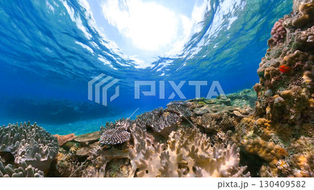 魚目線の美しいサンゴ礁 魚目線の美しいサンゴ礁 130409582