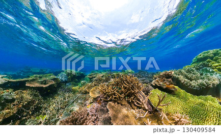 魚目線の美しいサンゴ礁 魚目線の美しいサンゴ礁 130409584