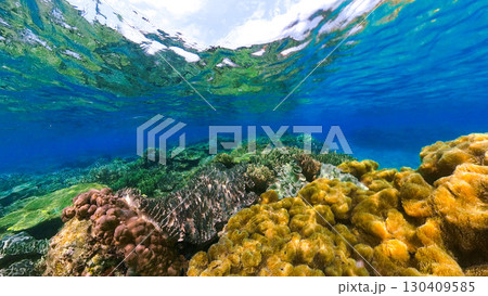 魚目線の美しいサンゴ礁 魚目線の美しいサンゴ礁 130409585
