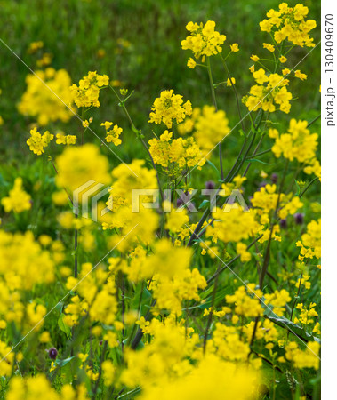 一面の菜の花 一面の菜の花 130409670