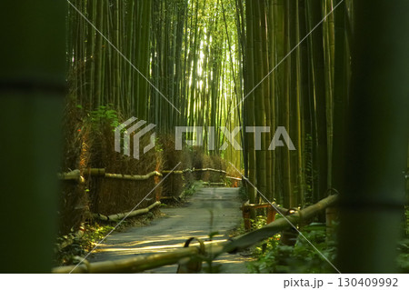 京都嵐山 竹林の小径の自然美 130409992