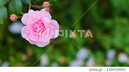 A soft pink rose in full bloom, with a beautiful blurred green background A soft pink rose in full bloom, with a beautiful blurred green background 130410091