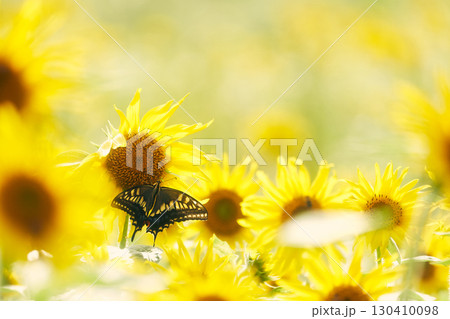 ヒマワリ畑のアゲハ蝶 ヒマワリ畑のアゲハ蝶 130410098