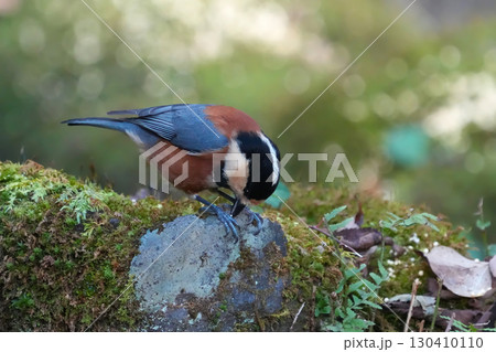 ヤマガラ ヤマガラ 130410110