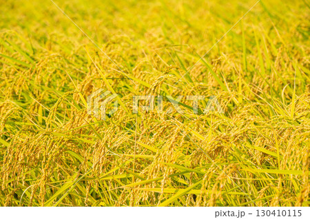 夏の稲穂 夏の稲穂 130410115