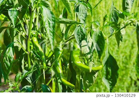 家庭菜園の万願寺とうがらし 130410129