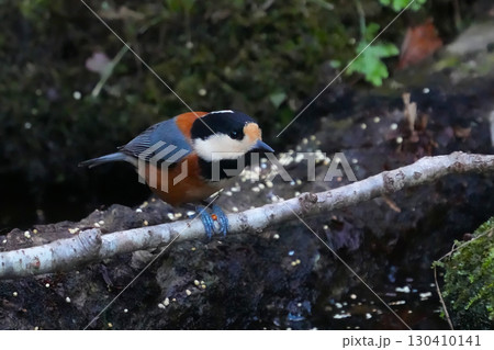 ヤマガラ 130410141