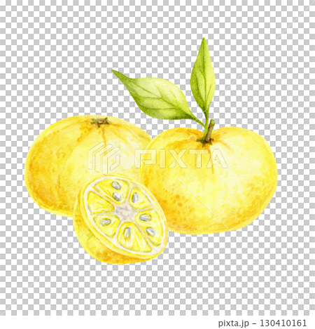 Two yellow yuzu citrus fruits with sliced half and green leaves in watercolor illustration, hand drawn clipart ideal for kitchen art, fabric design, product labels, wrapping paper and recipe cards. 130410161