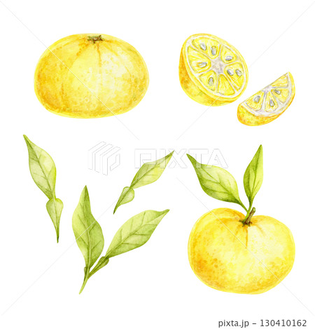 Set of whole and sliced yellow yuzu fruits with green leaves in watercolor illustration, hand drawn citrus clipart suitable for recipe cards, kitchen textiles, wrapping paper, packaging and crafts. 130410162