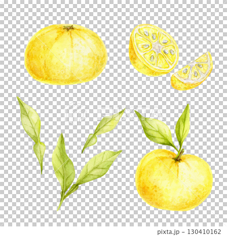 Set of whole and sliced yellow yuzu fruits with green leaves in watercolor illustration, hand drawn citrus clipart suitable for recipe cards, kitchen textiles, wrapping paper, packaging and crafts. Set of whole and sliced yellow yuzu fruits with green leaves in watercolor illustration, hand drawn citrus clipart suitable for recipe cards, kitchen textiles, wrapping paper, packaging and crafts. 130410162