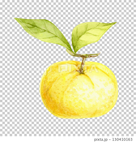 Round yellow yuzu with green leaves in watercolor illustration, hand drawn botanical citrus clipart for use in packaging, menu design, digital papers, fabric prints, recipe cards and invitations. Round yellow yuzu with green leaves in watercolor illustration, hand drawn botanical citrus clipart for use in packaging, menu design, digital papers, fabric prints, recipe cards and invitations. 130410163