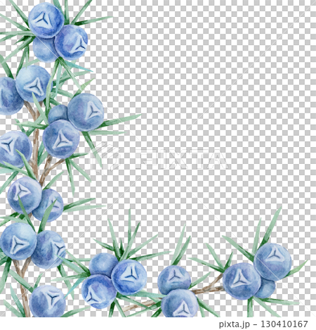 Clustered blue juniper berries and green foliage forming a rectangular watercolor illustration, hand drawn frame suitable for wedding invitations, labels, recipe cards, packaging and digital papers. Clustered blue juniper berries and green foliage forming a rectangular watercolor illustration, hand drawn frame suitable for wedding invitations, labels, recipe cards, packaging and digital papers. 130410167