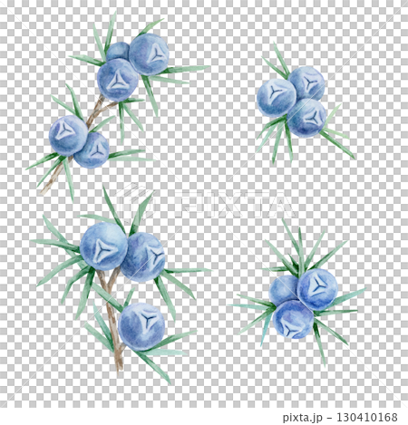 Multiple juniper berry clusters in blue with green needles in watercolor clipart, hand drawn botanical set suitable for textiles, kitchen decor, product labels, scrapbooking, digital papers and crafts Multiple juniper berry clusters in blue with green needles in watercolor clipart, hand drawn botanical set suitable for textiles, kitchen decor, product labels, scrapbooking, digital papers and crafts 130410168