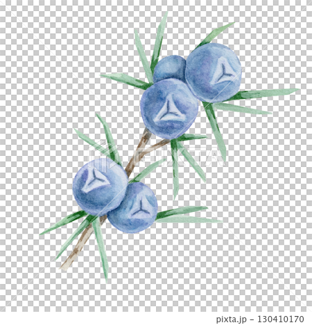 Blue juniper berries with green needles in watercolor clipart, hand drawn botanical design element perfect for packaging, fabric prints, invitations, labels, kitchen decor and digital scrapbooking. 130410170