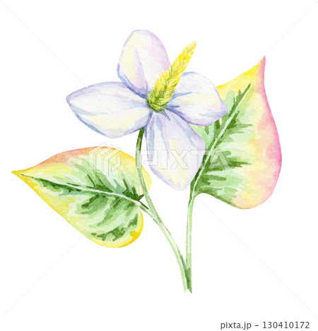 White flower with yellow center and variegated green-pink leaf of Houttuynia cordata in watercolor clipart, hand drawn botanical element perfect for recipe cards, textiles, wrapping paper and crafts. 130410172