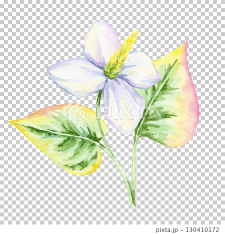 White flower with yellow center and variegated green-pink leaf of Houttuynia cordata in watercolor clipart, hand drawn botanical element perfect for recipe cards, textiles, wrapping paper and crafts. 130410172