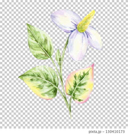 Cluster of green leaves with pink tips and white flower of Houttuynia cordata in watercolor clipart, hand drawn botanical element for fabric prints, labels, packaging, wrapping paper and stationery. Cluster of green leaves with pink tips and white flower of Houttuynia cordata in watercolor clipart, hand drawn botanical element for fabric prints, labels, packaging, wrapping paper and stationery. 130410173