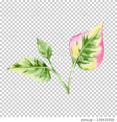 Green and pink heart-shaped Houttuynia cordata leaves on stem in watercolor clipart, hand drawn botanical element perfect for packaging, textile prints, wedding invitations, labels and crafts. 130410300