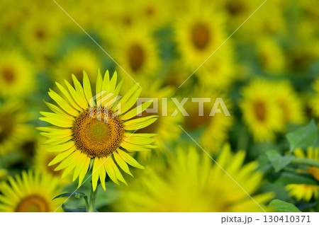 夏といえば 向日葵 夏といえば 向日葵 130410371