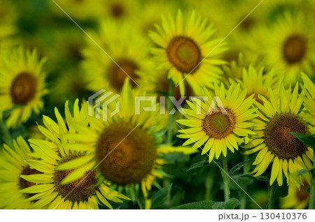 夏といえば 向日葵 夏といえば 向日葵 130410376