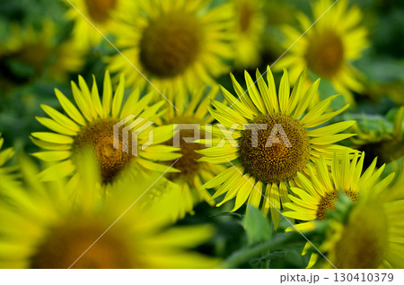 夏といえば 向日葵 夏といえば 向日葵 130410379