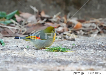 どこからともなく来て目の前に止まった可愛いくて綺麗なソウシチョウ 130410420